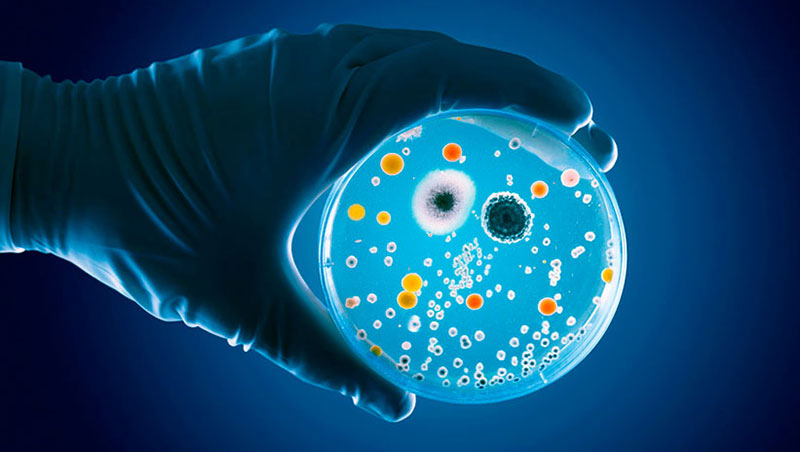 todas-las-novedades-sobre-microbiota-y-enfermedades-en-microbiota-summit-cabecera